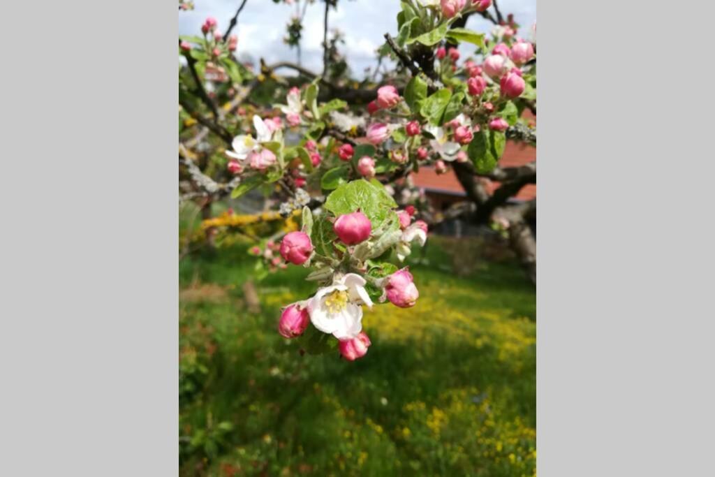 Ferienhaus Zum Kuckuck, Wng 2, Urlaub Im Eichsfeld Kallmerode Buitenkant foto